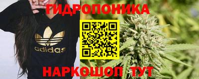 шишки Будённовск