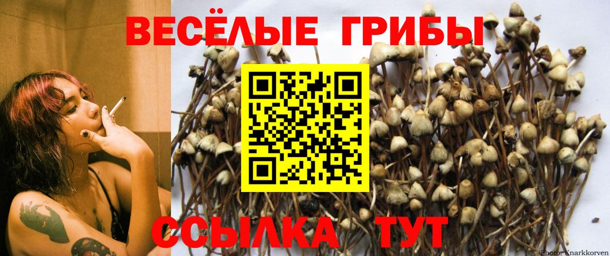 Псилоцибиновые грибы прущие грибы  Вход с VPN  Кострома  Псилоцибиновые грибы Cubensis 